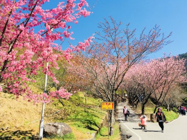 台灣賞櫻地點 台灣賞櫻地點