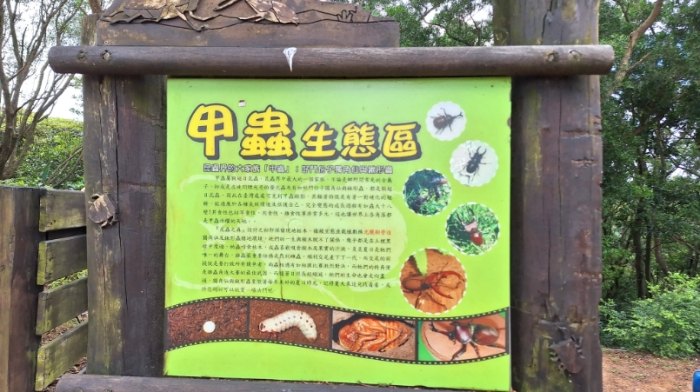 甲蟲觀察 甲蟲觀察