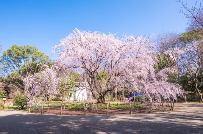 庭園美術館賞櫻指南 庭園美術館賞櫻指南