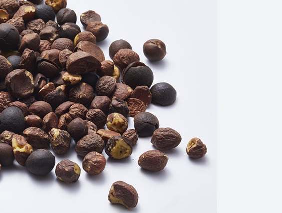 苦茶製作 苦茶製作