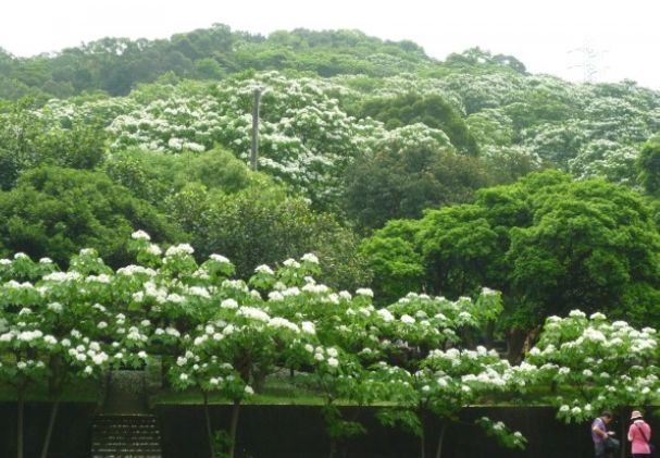 湖口賞桐花 湖口賞桐花