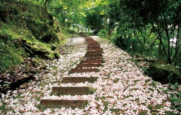 湖口賞桐花 湖口賞桐花