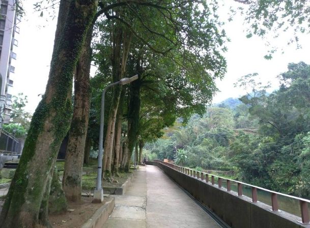 林蔭步道健行 林蔭步道健行