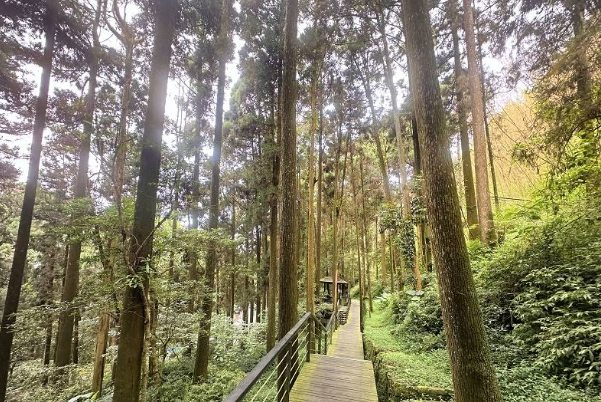 奮起湖森林步道 奮起湖森林步道