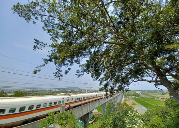 外埔桐花步道 外埔桐花步道