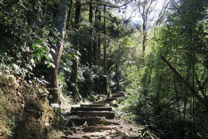 奮起湖森林步道 奮起湖森林步道