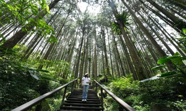 阿里山杉林步道攻略 阿里山杉林步道攻略