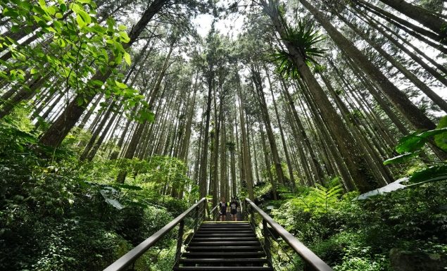 阿里山杉林步道攻略 阿里山杉林步道攻略