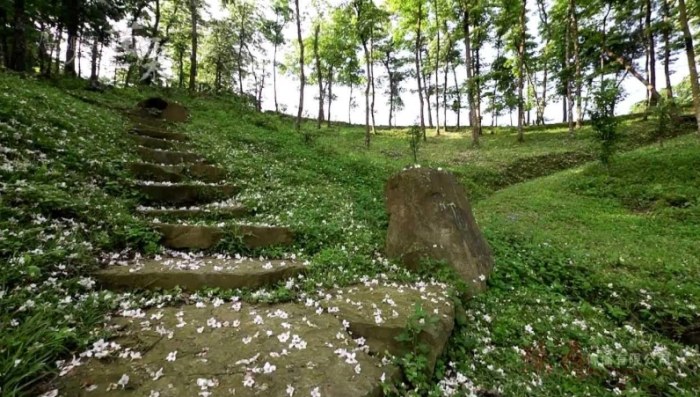 湖口賞桐花 湖口賞桐花