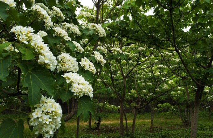 桐花步道推薦 桐花步道推薦