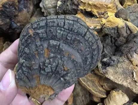馬蹄桑黃功效 馬蹄桑黃功效