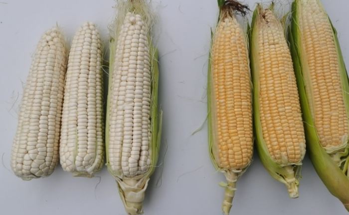 甜玉米熱量計算 甜玉米熱量計算