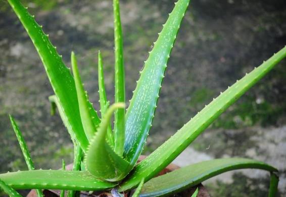芦荟健康益处 芦荟健康益处
