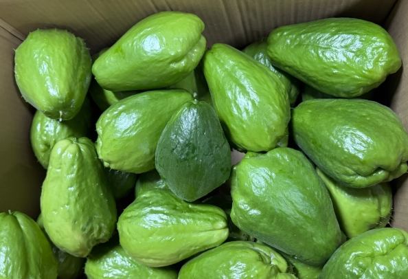 合掌瓜食用注意 合掌瓜食用注意