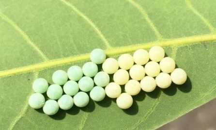 荔枝椿象卵識別 荔枝椿象卵識別