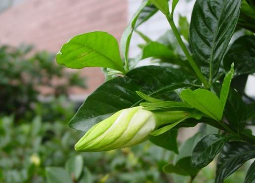 梔子功效 梔子功效
