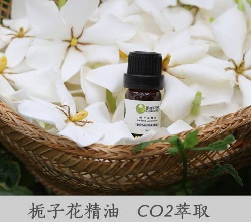 梔子花精油使用注意事項 梔子花精油使用注意事項