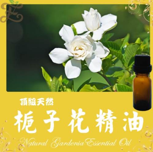 梔子花精油使用注意事項 梔子花精油使用注意事項