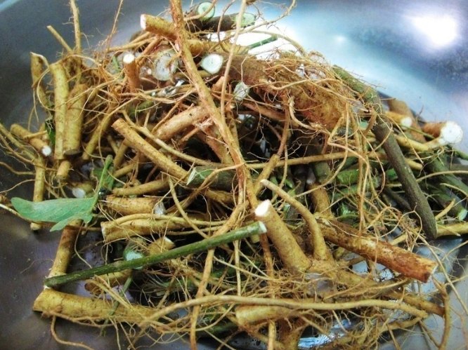 月經不順中草藥 月經不順中草藥