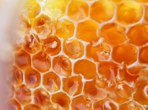 蜜蜂病毒 蜜蜂病毒