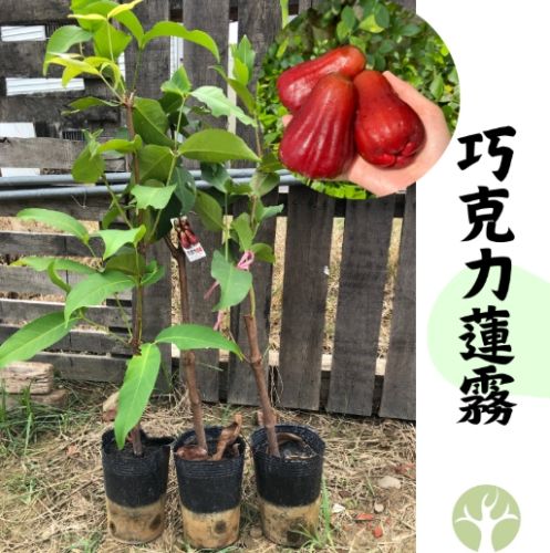 莲雾种植技巧 莲雾种植技巧