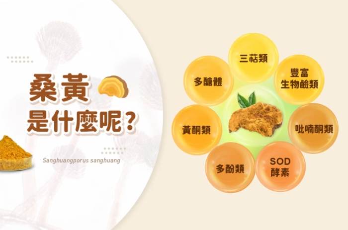 台灣黃桑 台灣黃桑
