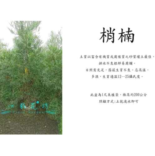 台灣肖楠