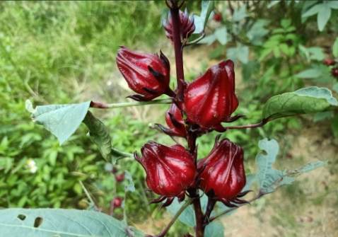 洛神花醋健康益處 洛神花醋健康益處
