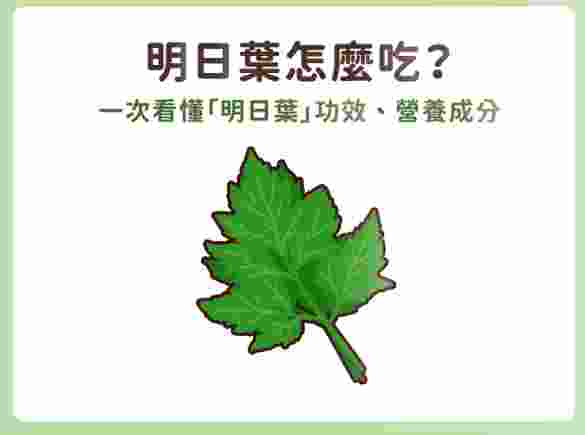 明日葉茶副作用 明日葉茶副作用