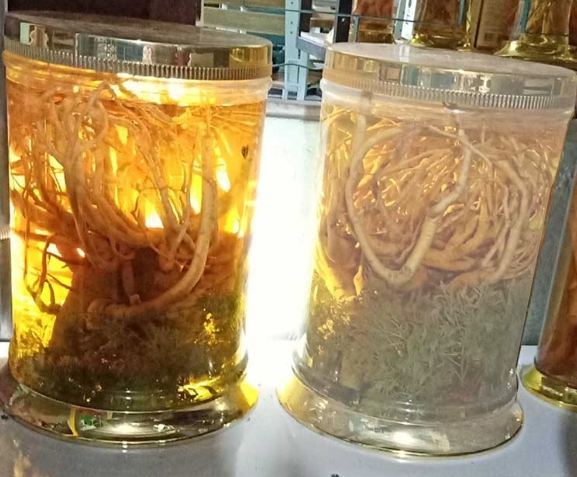 蟲草酒功效 蟲草酒功效