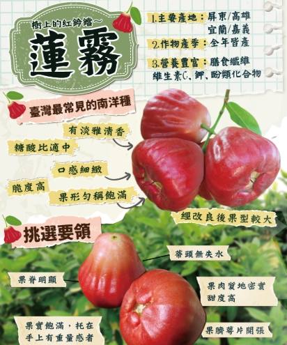 莲雾甜度提升 莲雾甜度提升