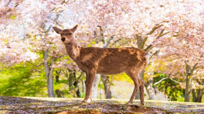 奈良鹿互動 奈良鹿互動