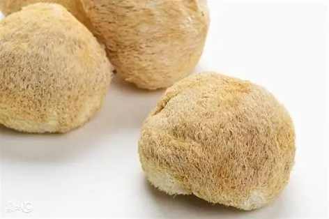 猴頭菇泡水好處 猴頭菇泡水好處