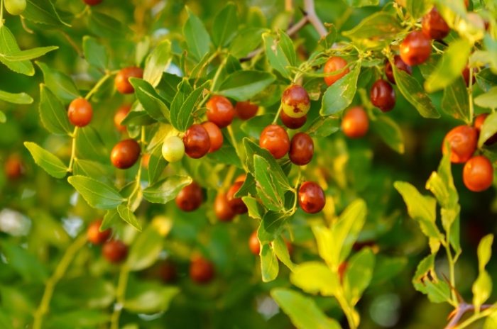 紅棗每日攝取量 紅棗每日攝取量