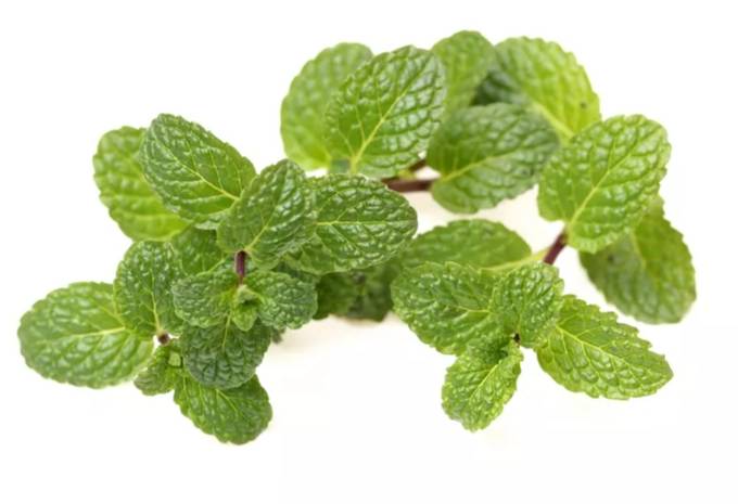 法國香蜂草用途 法國香蜂草用途