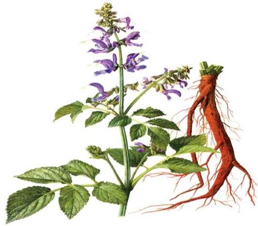 丹參健康益處 丹參健康益處