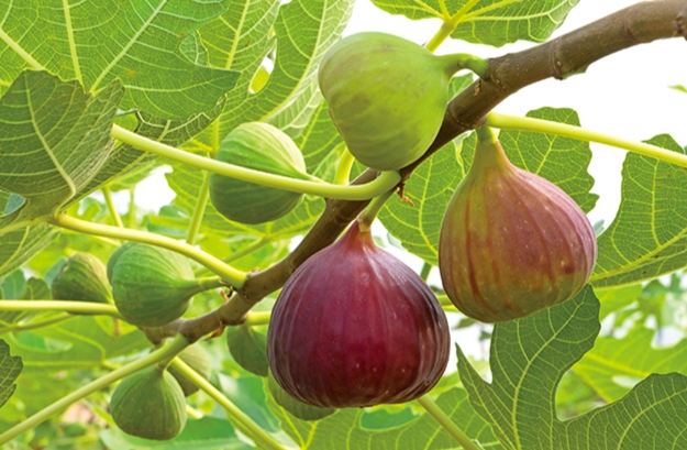 無花果副食品好處 無花果副食品好處