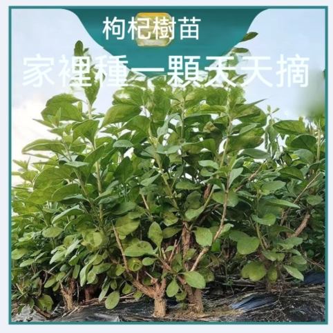 枸杞葉種植常見問題 枸杞葉種植常見問題