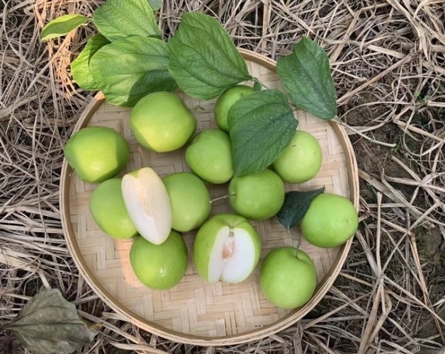 青欖食用注意 青欖食用注意