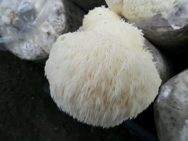 猴頭菇食譜 猴頭菇食譜