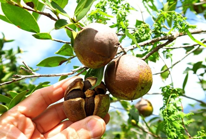 苦茶功效 苦茶功效