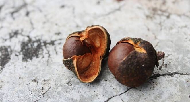 苦茶丸剂量 苦茶丸剂量