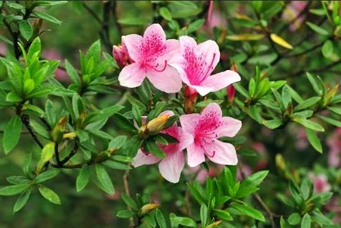 杜鵑花酸皮膚反應 杜鵑花酸皮膚反應