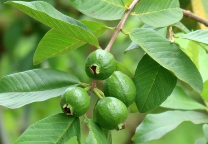 芭樂葉曬乾方法 芭樂葉曬乾方法