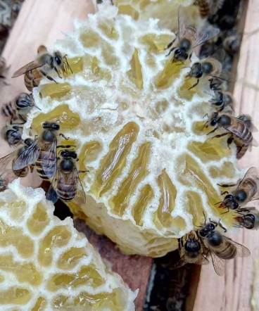 蜂蜜食用禁忌 蜂蜜食用禁忌