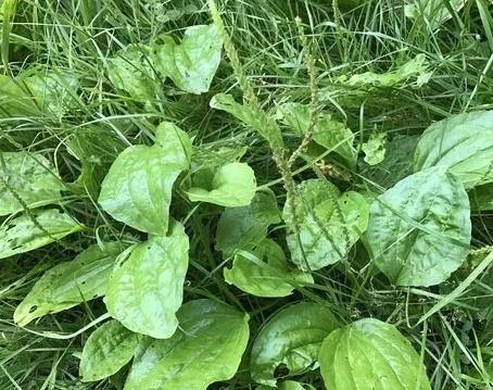 車前草毒性 車前草毒性