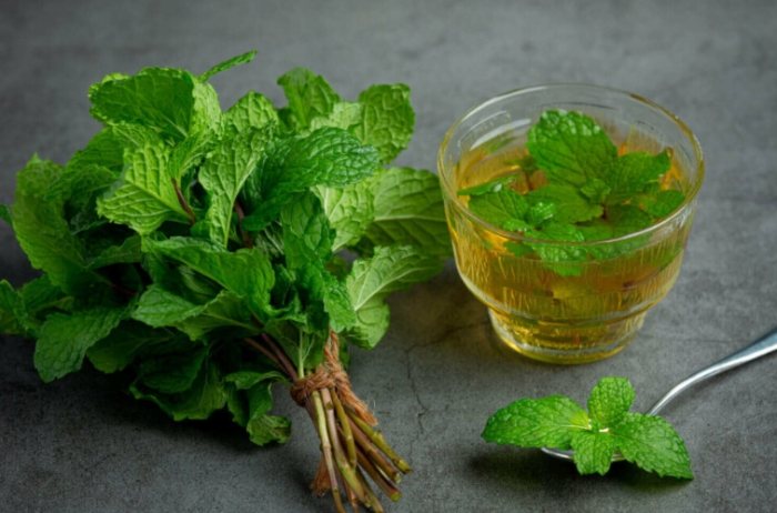 法國香蜂草种植 法國香蜂草种植