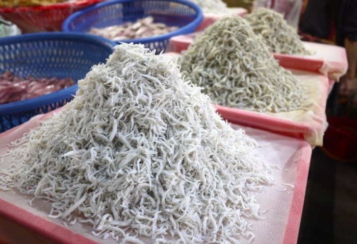 吻仔魚 魚苗 吻仔魚 魚苗