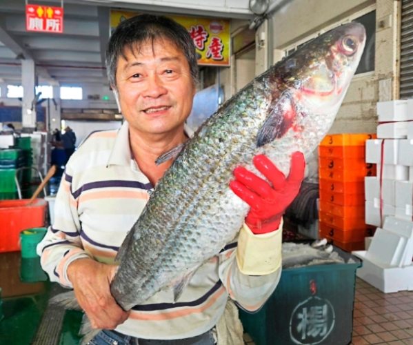 烏魚中毒 烏魚中毒