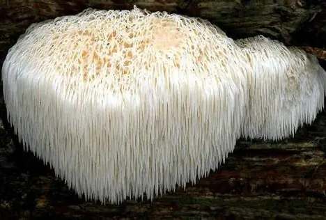 獅鬃菇怎麼吃 獅鬃菇怎麼吃